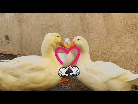 A Beautiful Collection From Our Cute Duckies 🥰🦆✨ Part 54