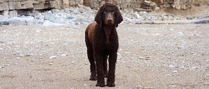 Irish Water Spaniel