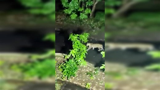 Leopard jumps from tree and chases stray dogs across street after getting provoked