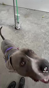 61K views · 1.1K reactions | **BLUE ENEDS A HOME** Blue #22-240,...