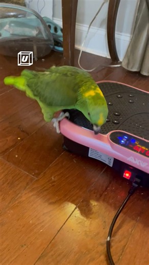6.7M views · 169K reactions | 列: "Woah what's this" 藍  VH #parrots #animals #birds #pets | UNILAD | Facebook