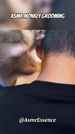 Asmr Monkey Grooming #fyp #foryou #relax #sleep #asmrgrooming #sleepsounds #asmrmonkey #monkeygrooming #asmrmonkeygrooming #asmr