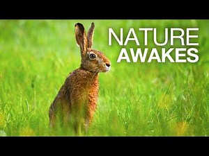 After Winter: The Wild Rush of Spring