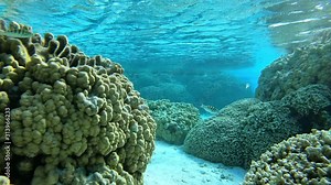 Snorkeling and diving in Bora Bora, Tahiti French Polynesia. Tropical fish swim by coral reef. Luxury travel vacation & paradise getaway, exotic destination. Underwater 4k.