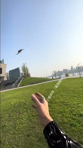 It's A Bit Too Much...Cute Pets' Mysterious Behavior~Sugar Glider, A Small Flying Squirrel#funny