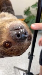 Fern shows off her impressive teeth this #SlothSunday. 🦥 Sloths use their large, sharp teeth to tear leaves off branches, while their flatter teeth work to crush and grind the leaves down. 🦷 You can meet (and feed!) Fern on one of our Backstage Pass tours - https://www.nashvillezoo.org/backstage | Nashville Zoo