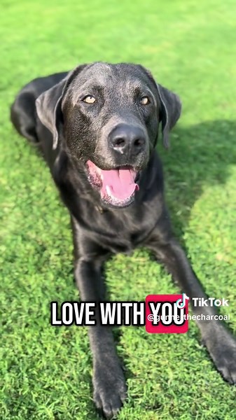 Explore Our Adorable Labradors in Playful Moments