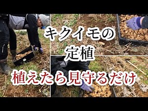 菊芋（キクイモ）の定植【つきよみ自然農園】栽培方法 育て方