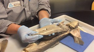 18 reactions | Our Shark Week dissection series continues with an in depth look at the liver. | Discovery Place Science | Facebook