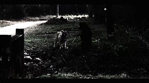 Sloth Bear vs. Tiger: A Dramatic Wildlife Encounter