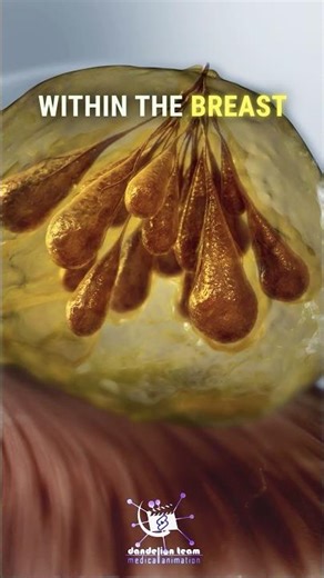 How Does The Mother's Body Prepare for Milk Production? 🤱#MilkProduction