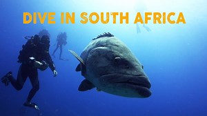 My underwater video work combined in a fast paced commercial for scuba dving on the east coast of South Africa. | Bart Videography