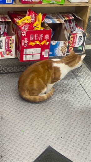 This is my friend Alex the best cat in the world. I’ve been coming to the same store to visit him since the pandemic 2020 it’s always incredible to come and visit.! | New Wave Genz