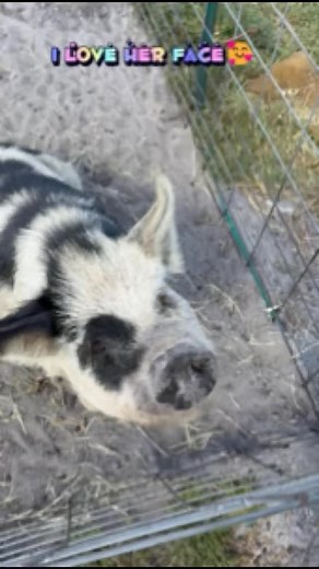 🐷 Sweet April and Her Adorable Grand-Piglets 🐖 Our beautiful Kune Kune pig, April, has the sweetest face and gentlest heart! She’s absolutely glowing as she runs around with her nine precious grandbabies — 5 little girls and 4 boys. Each one full of personality, charm, and those irresistible Kune Kune snouts! 💕 Watching these happy piglets explore and play brings so much joy to the farm. If you adore farm life, love seeing animals raised with care, and want to follow their adventures, make su