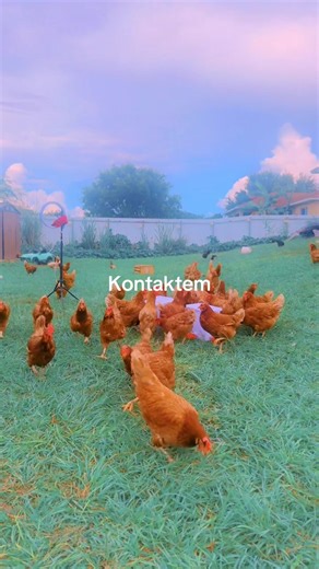 Discover Delicious Haitian Poul Chicken Recipes