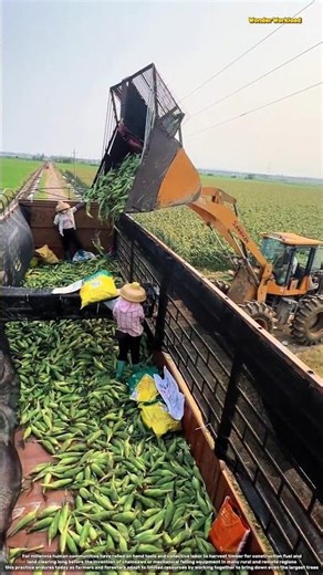 Loading A Giant Harvest: How Modern Loaders Combine Strength To Fill A Mature Truck