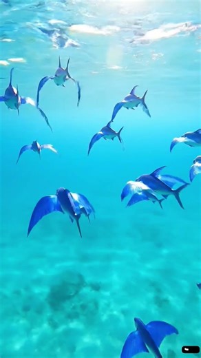 exocoetidae fish flying captured by 🦅 #viral #beautiful #wildlife