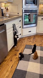 There was a fly. Mistakes were made. No flies were harmed in the making of this video. But I did get an awesome slo-mo of Wadsworth jumping at the fly toward the end. (The ekekekek sound the kittens are making is their hunting instinct kicking in. Cats do this when they see prey - especially prey that seems out of reach, like a bird through a window. Or, a wiley fly 😼) | foster_kittens