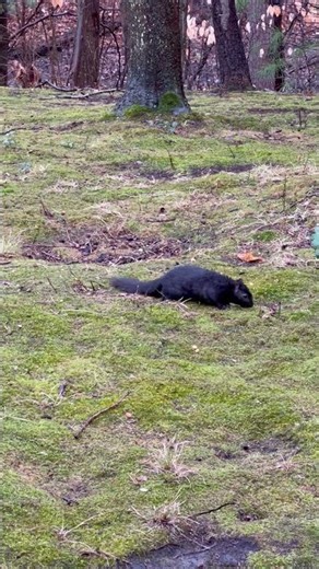 Wet squirrel eating my nuts!