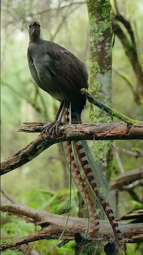#Original Lyrebird sound! 10-11-2025