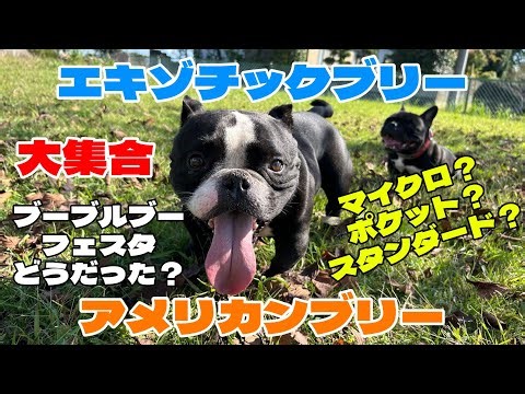 Exotic Bully - "Exotic Bully, American Bully, Grand Gathering" - American Bully