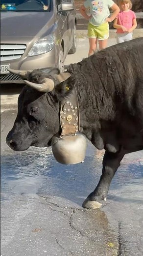 The Life of Swiss Cows🇨🇭