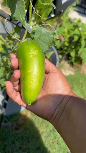 First cuke 🥒🥒of the season #gardening #garden #growyourownfood
