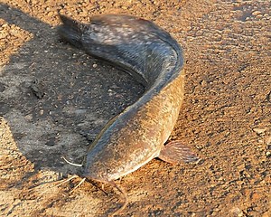 Should You Farm Walking Catfish? (Pros And Cons)