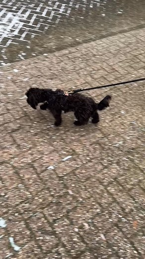 Olive and Luna seeing for the first time snow #doxiepoo #puppies #snow | Alain Feld