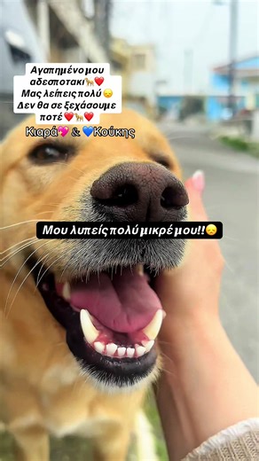 Αγαπημένο μου ,κουκί μου🦮ευχομαι από τα βάθη της καρδιάς μου στο Νέο σου σπιτικό να βρεις την αγάπη που πραγματικά σου αξίζει, στο λιγο χρονικό διάστημα που σε γνώρισα και σε φρόντισα σε λάτρεψα . Μας λείπεις πολύ και σε εμένα οσο και στην Κιαρα μου,δεν θα σε ξεχάσουμε ποτέ ❤️🦮❤️#σκυλος #αγαπη #straydoglove #doglover #ελληνικοτικτοκ