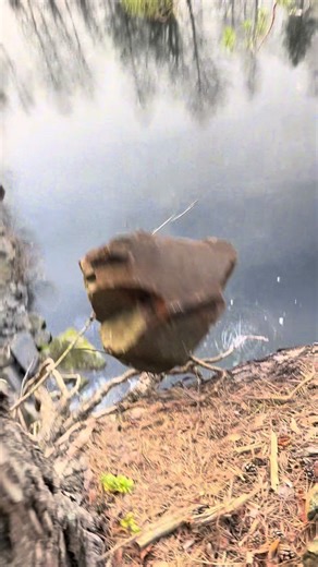 Exploring Nature's Sounds: ASMR Experience