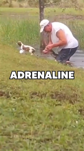 Would you be brave enough to fight off an alligator?