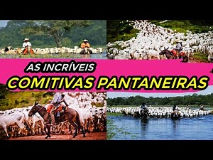 TRANSPORTE de BOI no PANTANAL - Saiba tudo sobre as COMITIVAS PANTANEIRAS.