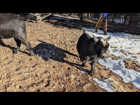 ⚡ Lightning Goats ⚡ Live Goat Feeder