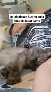 2.6M views · 52K reactions | Inilah alasan kenapa kucing suka tidur didekat Kita... #catlovers #pencintakucing #kucinglucu #kucing #reels | Sry Ayu | Facebook