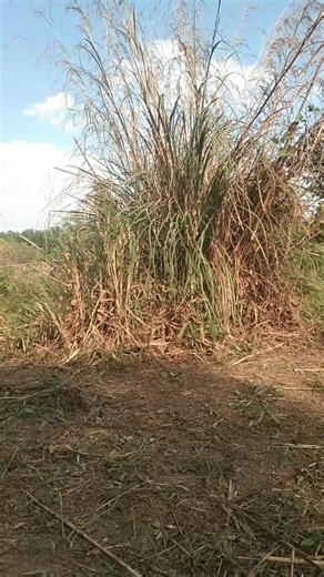 maddnoor (@maddnoor)’s videos with bunyi asal - maddnoor