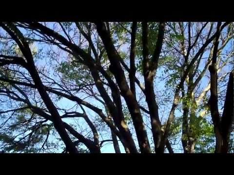 (132) Zelkova problem