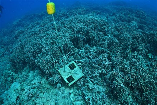 Damage to be assessed after moorings were placed on coral during Hawaiʻi Island canoe regatta | Maui Now