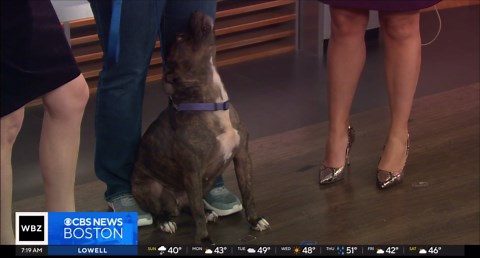 Friendly dog from the south looking for a new Massachusetts home