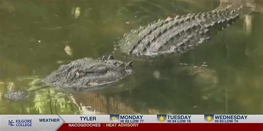 Texas Game Warden shares tips on handling alligators after reported sightings in East Texas lakes