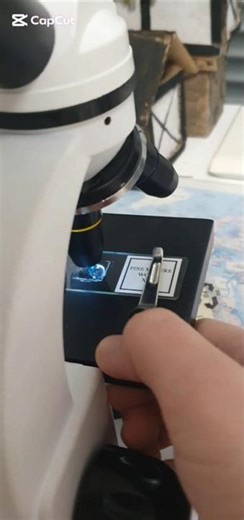 Pine Mature Wood under a microscope #biology #microscope #science