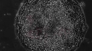 5.9K views · 66 reactions | This beating heart tissue was made from...