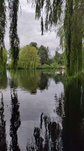 Serene Reflection | Water Mirror Nature