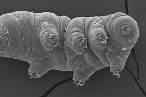 Les tardigrades, ces animaux qui résistent à tout