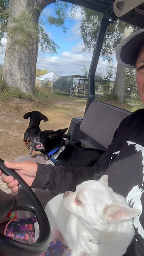 35 reactions · 3 comments | From tiny tail-waggers to gentle giants —...