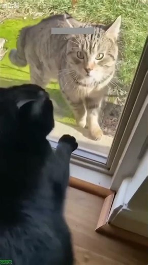 Cat Funny Videos 🐱 cats meowing 😸 # Episode 5415
