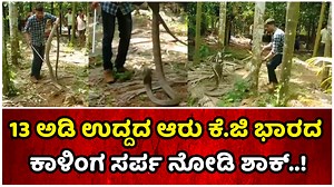 54K views · 556 reactions | 13 ಅಡಿ ಉದ್ದದ ಆರು ಕೆ.ಜಿ ಭಾರದ ಕಾಳಿಂಗ ಸರ್ಪ ನೋಡಿ ಊರಿನ ಜನ ಶಾಕ್..! #snake #kingcobra #cobra #snakerescue ##uttarakannada #trending #viralvideo #cyclegap #cyclegapmedia | Cycle Gap | Facebook
