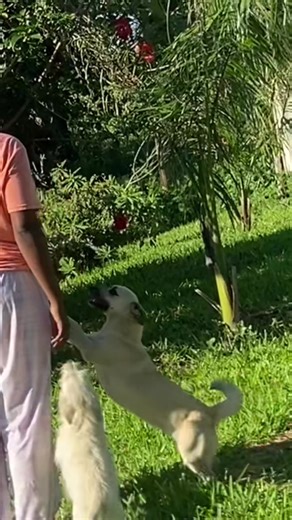 Mulo🖤 (@babemulo1)’s videos with original sound - Mulo🖤