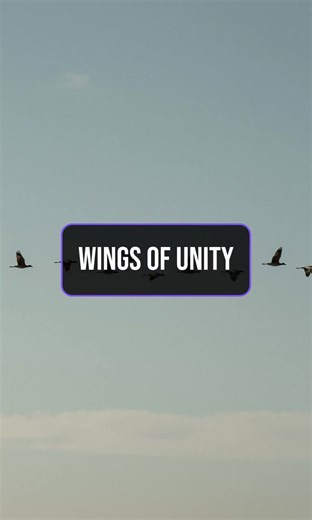 Fly together, soar higher! #Unity #Birds #Migration
