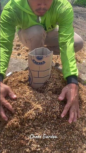How to Make Burnt Rice Husks #gardening #diy